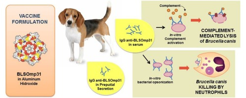 Polymeric antigen BLSOmp31 in aluminium hydroxide induces serum bactericidal and opsonic antibodies against Brucella canis in dogs